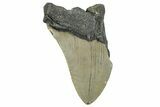 Bargain, Fossil Megalodon Tooth - Serrated Blade #295455-1